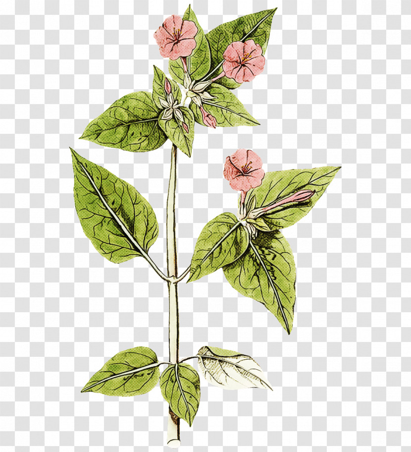 Leaf Plant Stem Herb Herbaceous Plant Basil Transparent PNG