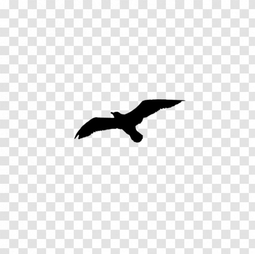 Bald Eagle Black Beak Silhouette White - Sky Transparent PNG