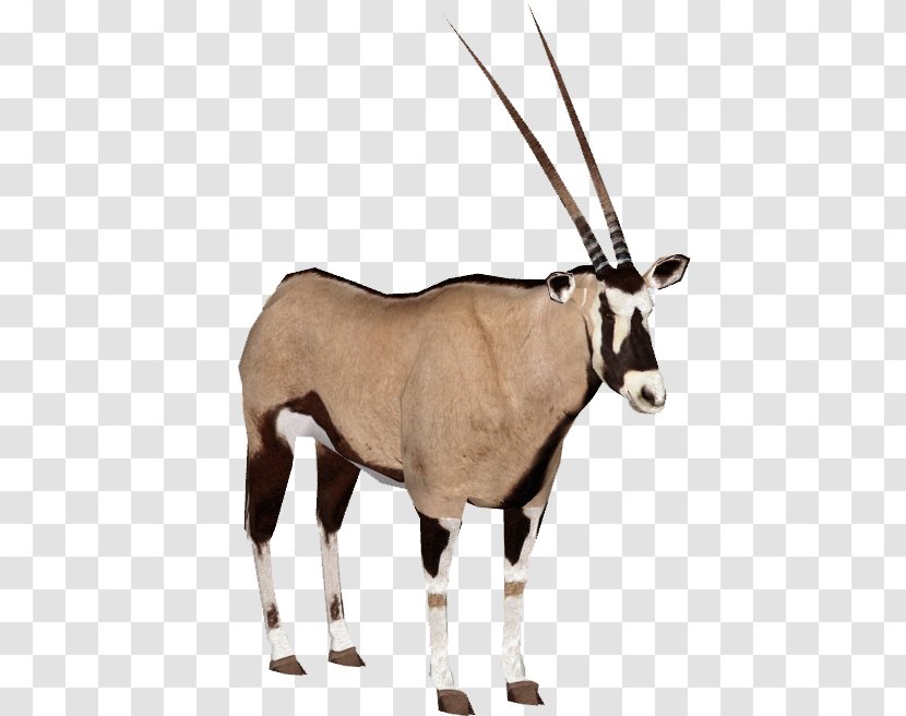 Gemsbok Antelope Gazelle Fringe-eared Oryx - Mammal Transparent PNG