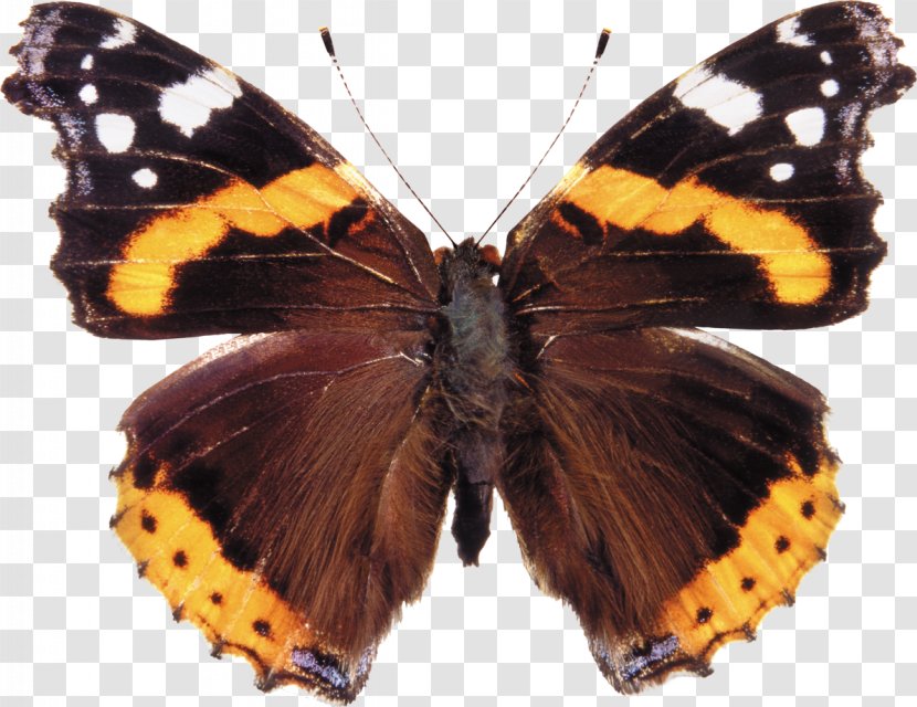 Butterfly Red Admiral Painted Lady Insect Image - Brushfooted Butterflies Transparent PNG