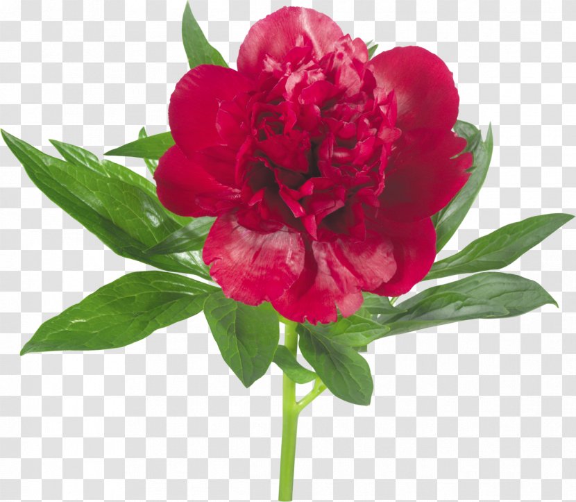 Peony Flower Clip Art - Archive File - George Bush Transparent PNG