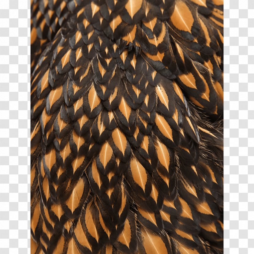 Close-up Feather - Closeup - Colored Ostrich Feathers Transparent PNG