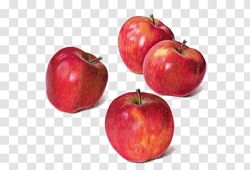 Drawing Apple Watercolor Painting Still Life - Fruit Transparent PNG