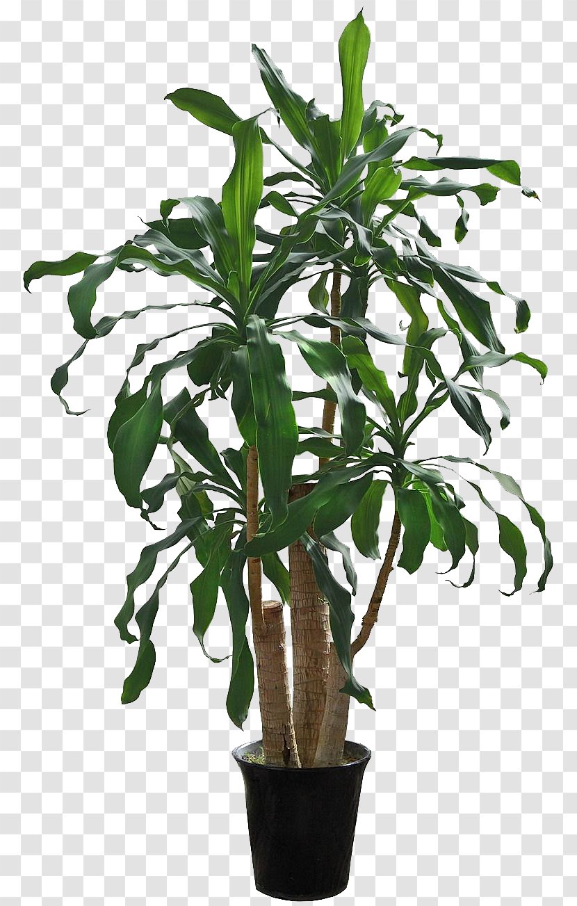 Houseplant Flowerpot Tree - Plant Stem - Green Yemen Iron Transparent PNG