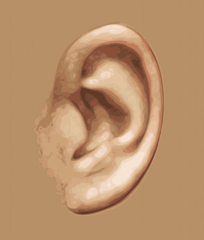 Hearing Sense Inner Ear Sensory Nervous System - Cartoon Transparent PNG