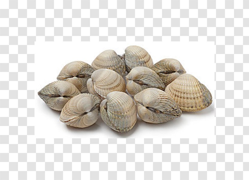 Clam Cockle Shellfish Seafood Mussel - Bivalvia - Clams Oysters Mussels And Scallops Transparent PNG