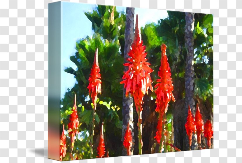 Flowering Plant Flora Stem Succulent - Height - Aloe Arborescens Transparent PNG