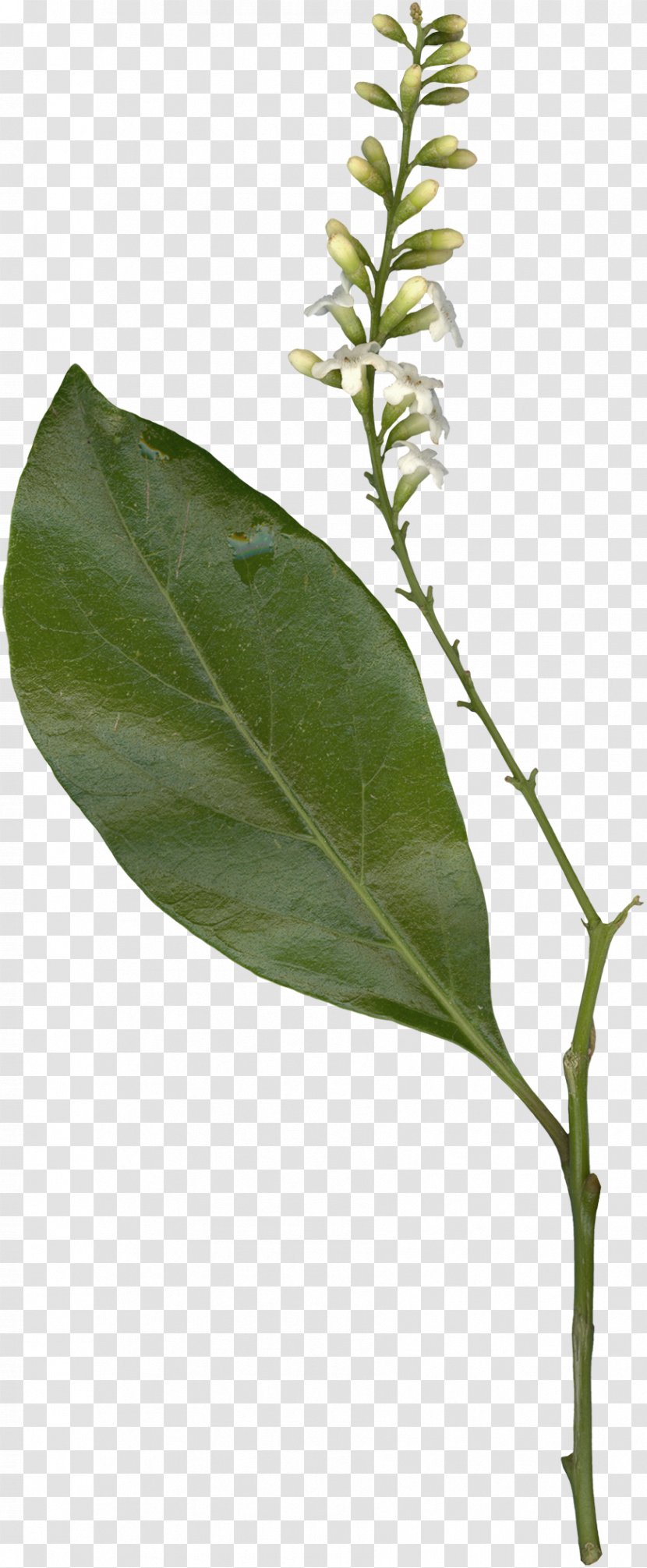 Twig Branch Plant Stem Leaf Tree Transparent PNG