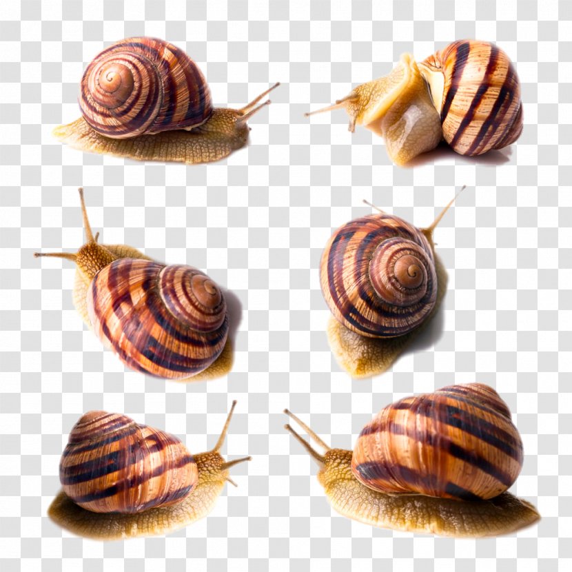 Orthogastropoda Stock Photography - Molluscs - Six Different Forms Of Snails Transparent PNG