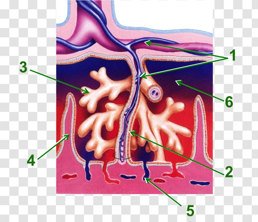 Placenta Chorionic Villi Blood Vessel Fetus Embryology - Cartoon - Septo Transparent PNG