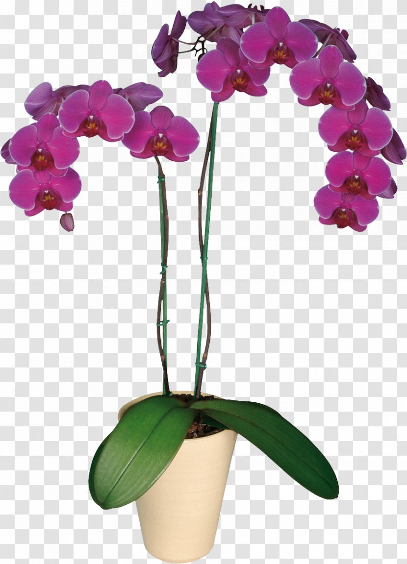 Flower Houseplant Moth Orchid Seed Plants - Cattleya Orchids Transparent PNG