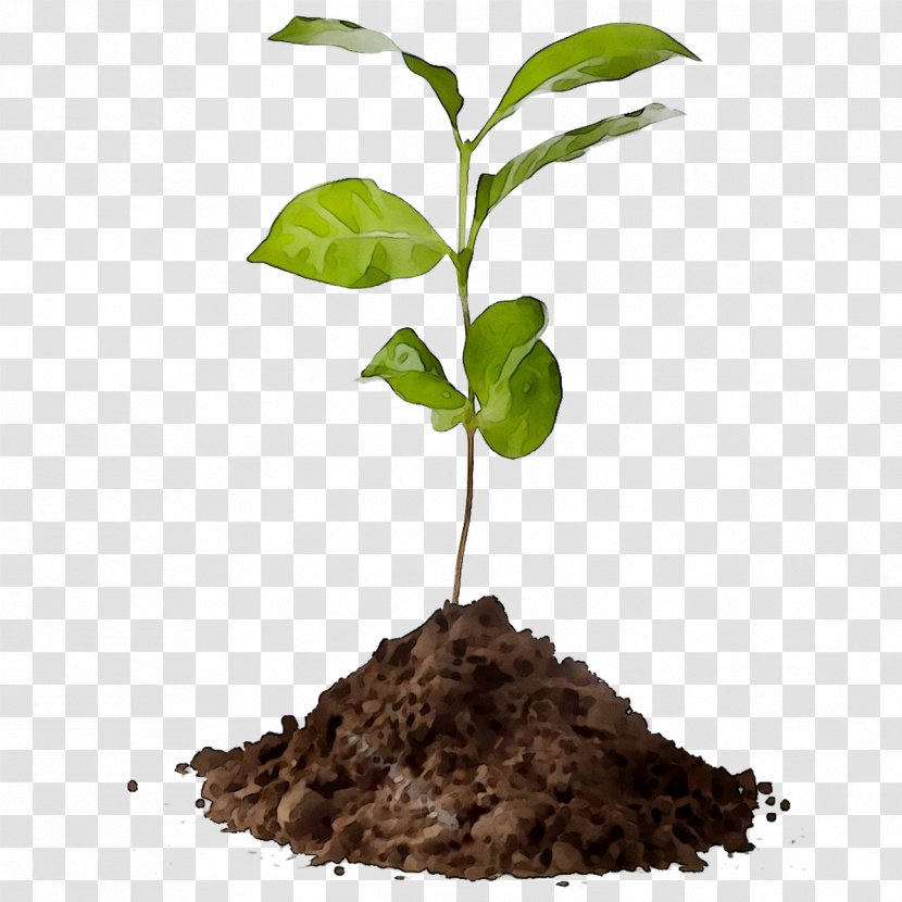 Coffee Tree Plants Agriculture Compost - Leaf Transparent PNG