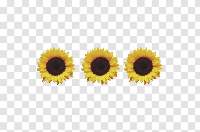 Common Sunflower Information Daisy Family - Printing Transparent PNG