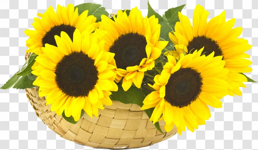 Common Sunflower Stock Photography - Oil Transparent PNG