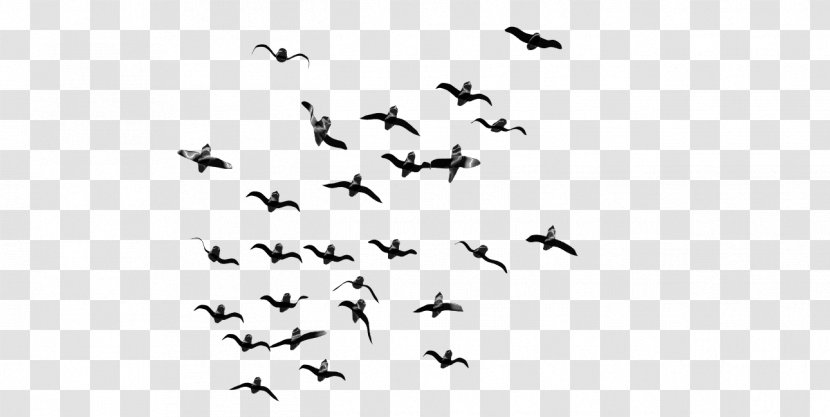 Bird Flight Flock - Membrane Winged Insect Transparent PNG