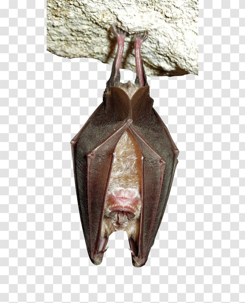 Greater Horseshoe Bat Headstand Serotine Sleep - Rhinolophus - Save The Rhino Transparent PNG