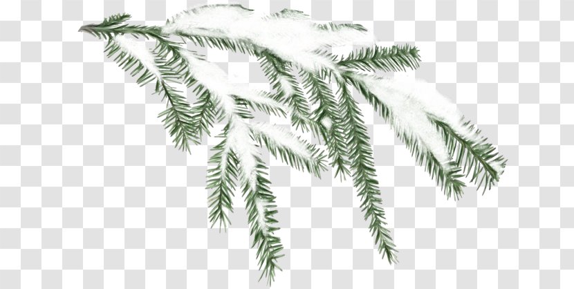 Palm Tree Background - American Larch - Ferns And Horsetails Evergreen Transparent PNG