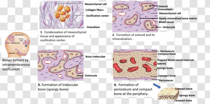Intramembranous Ossification Parietal Bone Skull - Frame Transparent PNG
