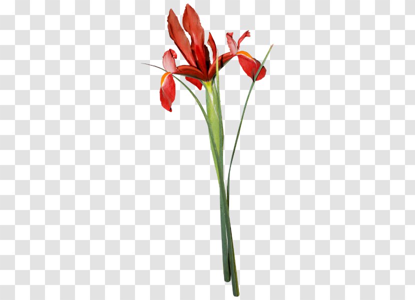 Tulip Flower Poppy Bud - Floristry Transparent PNG