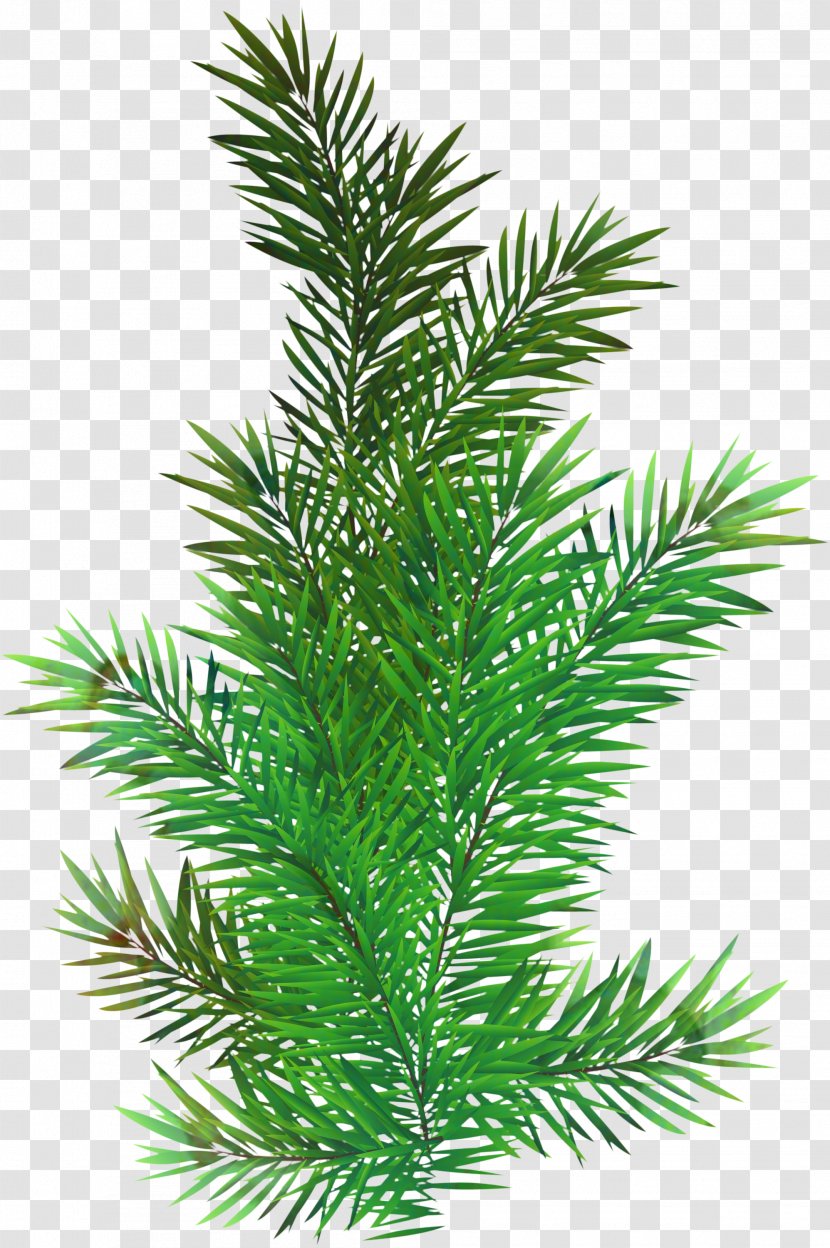 Family Tree Background - Juniper Taxus Baccata Transparent PNG
