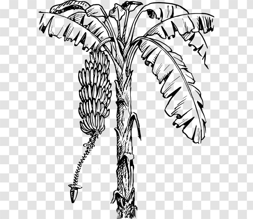 Clip Art Vector Graphics Drawing Openclipart Banana - Palm Tree - Wild Plantain Wonderfully Transparent PNG