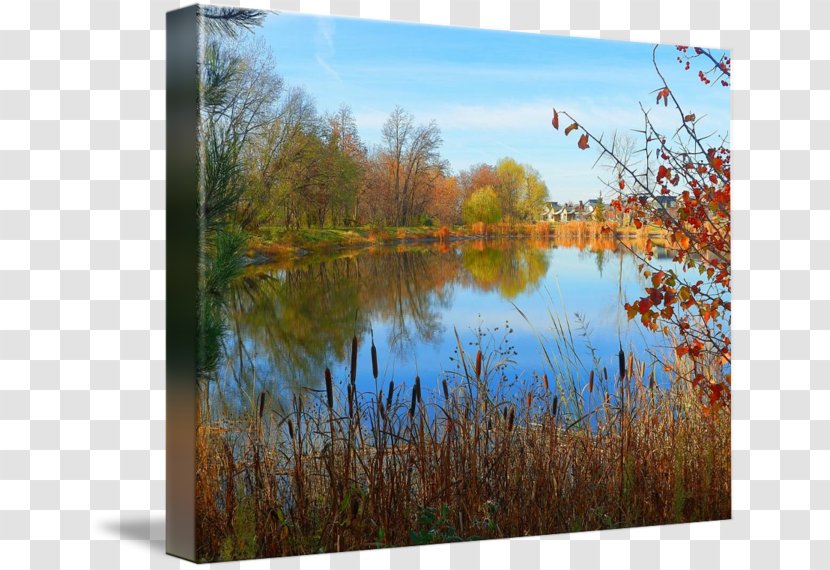 Wetland Painting Pond Gallery Wrap Ecosystem - Tree Transparent PNG
