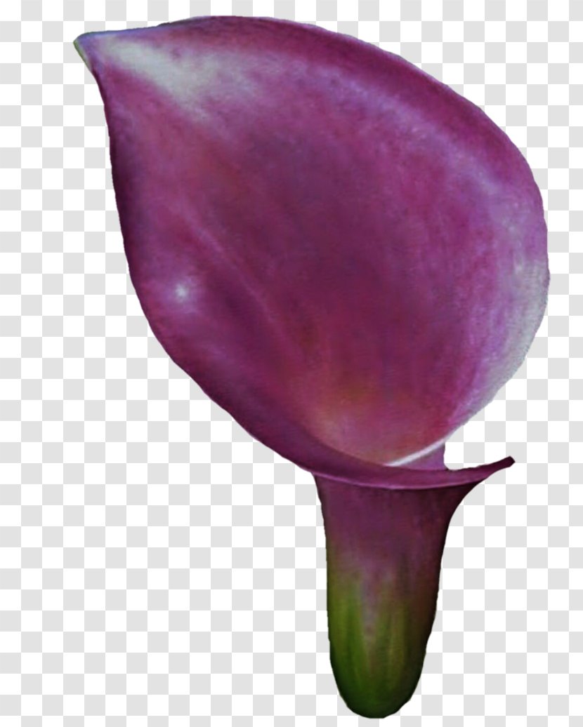 Arum-lily Flower Purple Lilium Clip Art - Callalily Transparent PNG