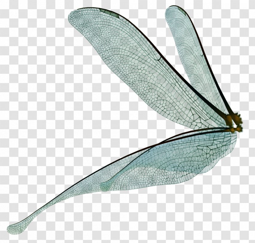 Dragonfly Fairy Drawing Insect Wing - Tinker Bell - Dust Transparent PNG