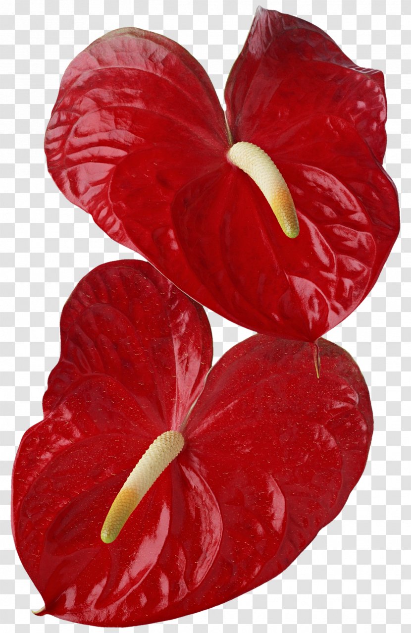 Anthurium Andraeanum Flower Photography Callalily - Arumlily - Red Leaf Transparent PNG