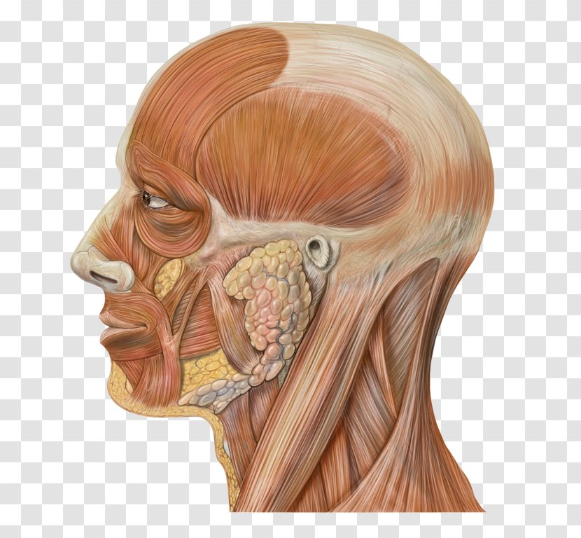Head And Neck Anatomy Human Face - Watercolor - Muscles Transparent PNG
