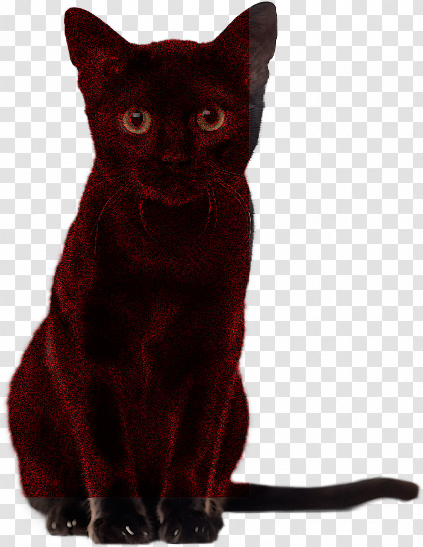 German Rex Black Cat Havana Brown Korat Domestic Short-haired Cat Transparent PNG