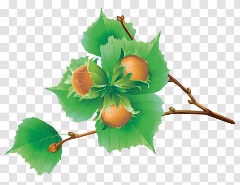 Chestnut - Acorn - Flowering Plant Transparent PNG