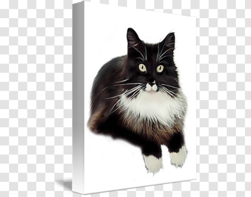 Norwegian Forest Cat Whiskers Cymric Kitten Maine Coon Transparent PNG