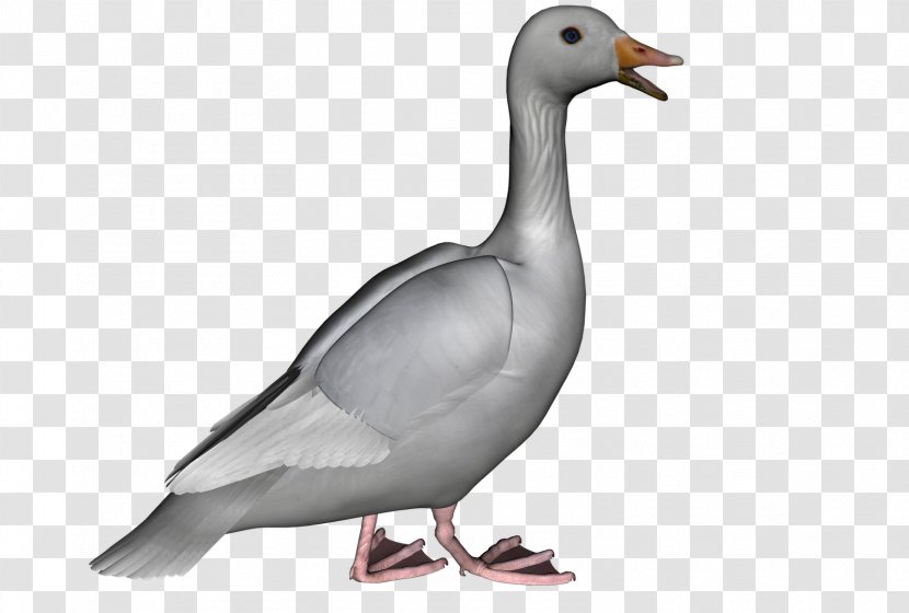 Goose Duck Cygnini Clip Art Transparent PNG