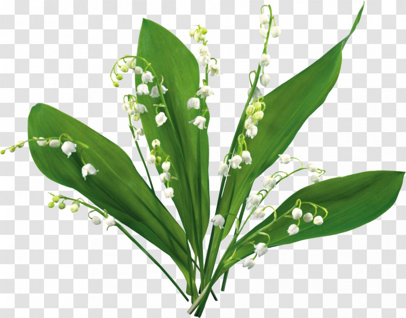 Lily Of The Valley May 1 Flower Clip Art - Photography Transparent PNG