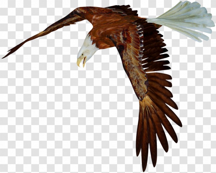 Eagle Bird Vulture - Wing Transparent PNG