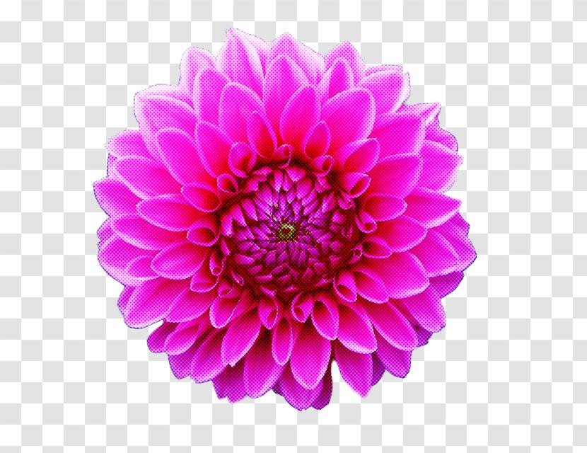 Flower Petal Pink Plant Violet - Gerbera Purple Transparent PNG