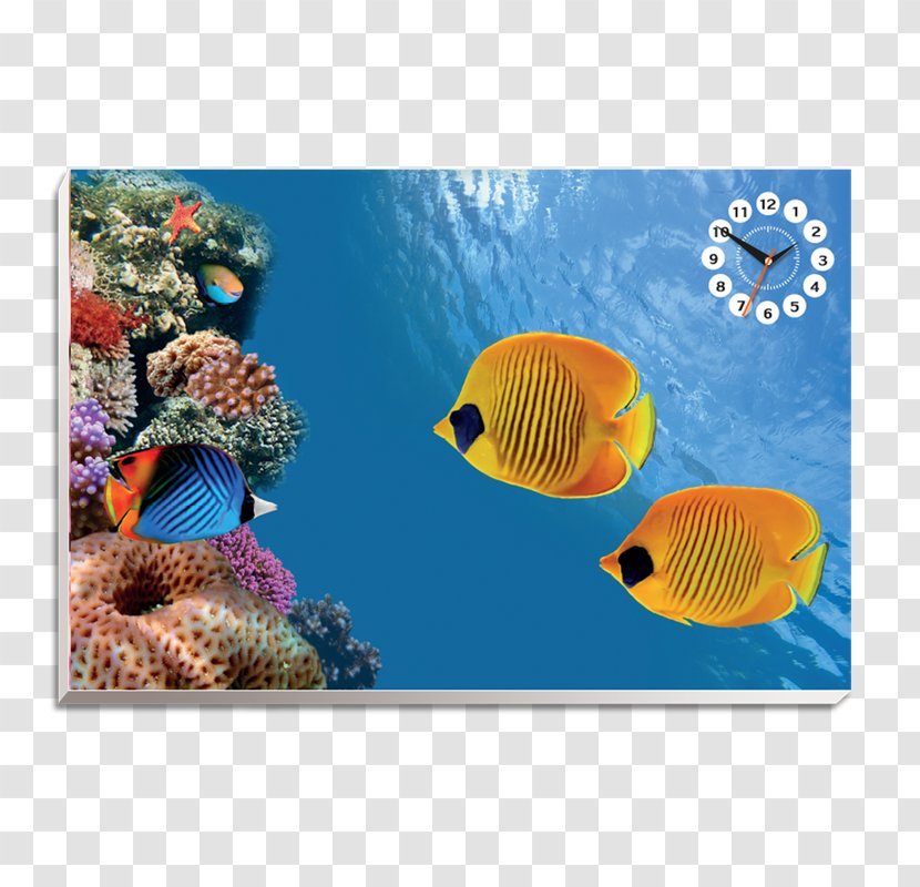 Desktop Wallpaper Underwater Tropical Fish - Coral Reef Transparent PNG