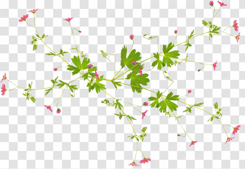 Flower Plant Desktop Wallpaper Clip Art - Tree Transparent PNG