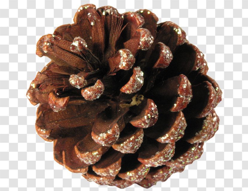 Pine Conifer Cone Spruce Honey - Digital Image Transparent PNG