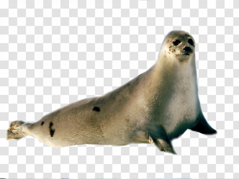 Earless Seal Sea Lion Harp Grey - Mammal - Harbor Transparent PNG