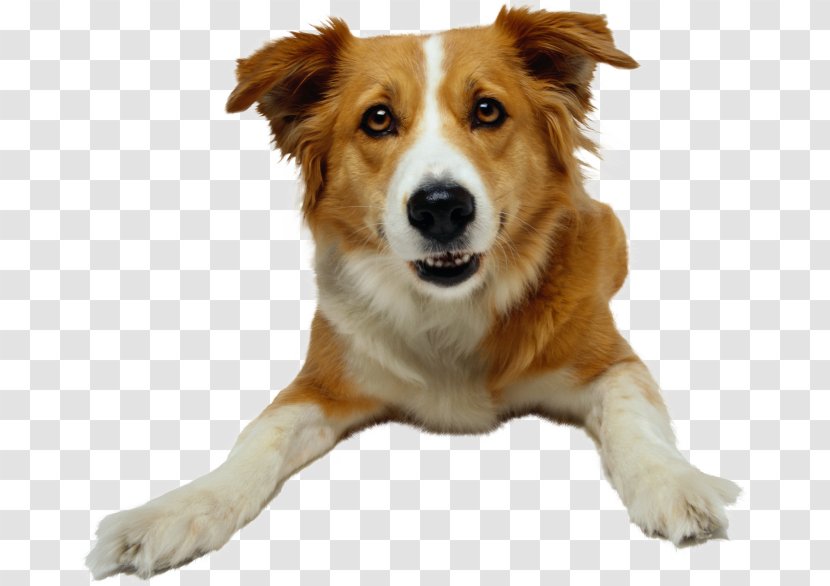 Dog Pet Sitting Animal Rescue Group - Snout Transparent PNG