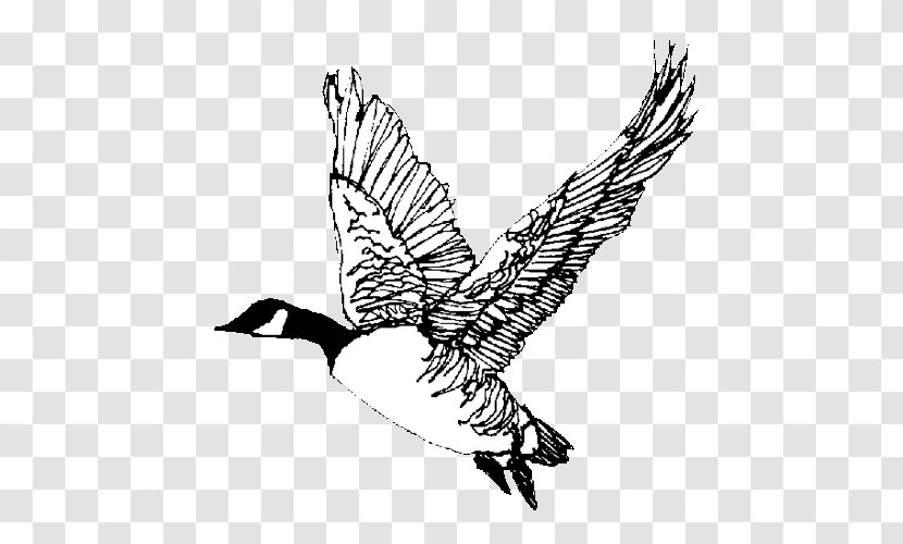 Canada Goose Bird Eagle Anatidae - Duck - Snow Transparent PNG