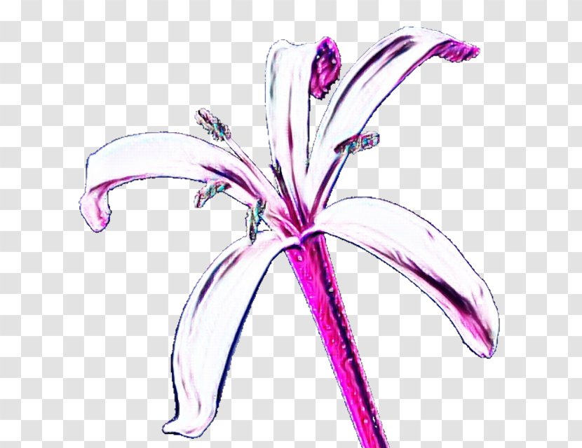 Flower Plant Pink Violet Petal - Purple - Lily Family Stargazer Transparent PNG