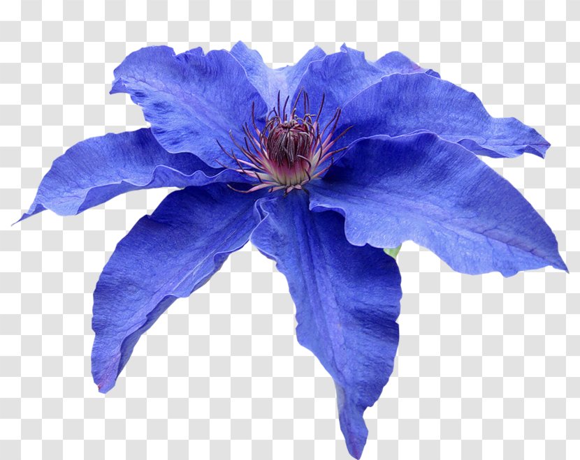 Blue Petal Flower Plumbago Auriculata - Photography Transparent PNG