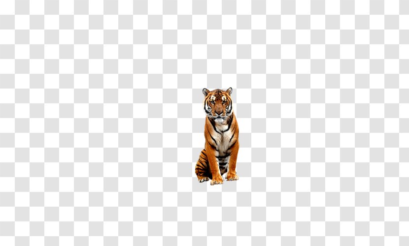 Tiger Bengal Big Cat Wildlife - Zoo Transparent PNG