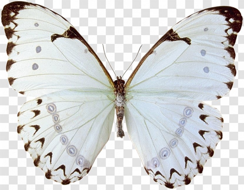 Butterfly Supper With The Spirits Monthly Fire Ceremony Insect Blue - Wing Transparent PNG