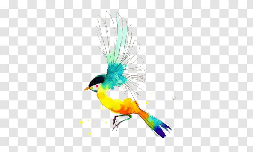 Drawing Birds Watercolor Painting - Feather - Watercolour Transparent PNG