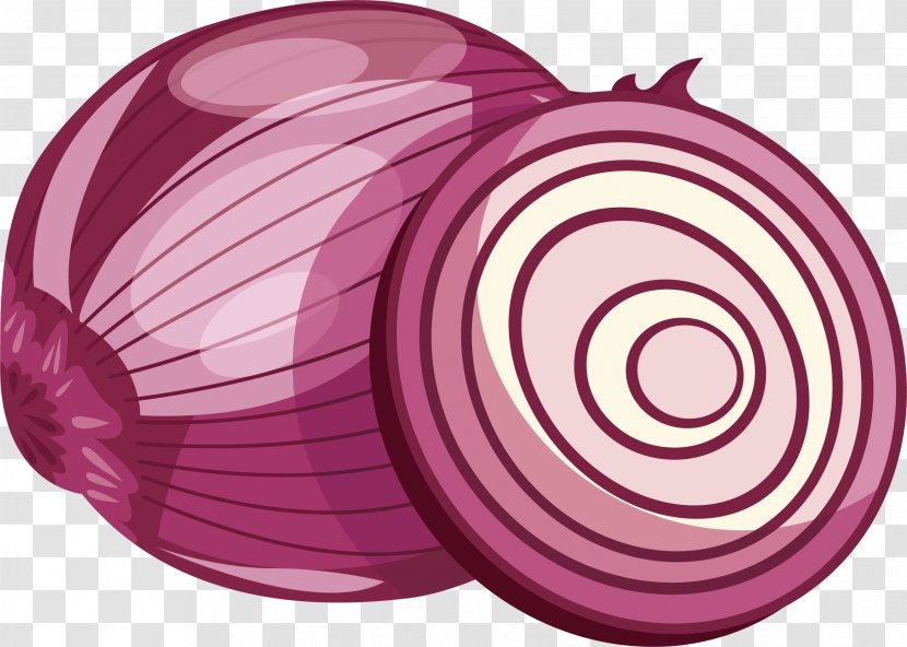 Red Onion Purple Vegetable - Drawing - Cut Transparent PNG