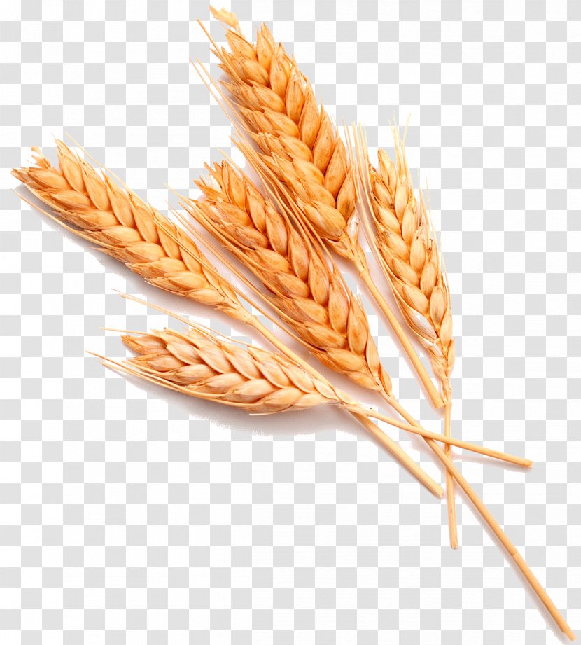 Wheat Stock Photography Food Ear Whole Grain - Cereal - Germ Transparent PNG